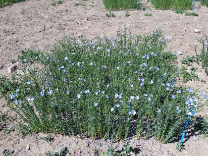 Click for 1 image(s) for this accession.